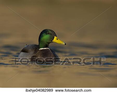 Stock Photo - Mallard (Anas platyrhynchos), drake, Moselle, Luxembourg, Europe. Fotosearch