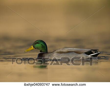 Stock Photo - Mallard (Anas platyrhynchos), drake, Luxembourg, Europe. Fotosearch