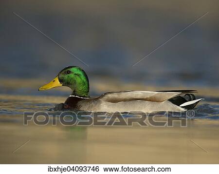 Mallard (Anas platyrhynchos), drake, Luxembourg, Europe View Large Photo Image Stock Photograph - Mallard (Anas platyrhynchos), drake, Luxembourg, Europe. Fotosearch