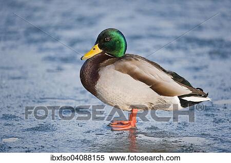 Mallard (Anas platyrhynchos), drake, standing on a frozen pond, Thuringia, Germany, Europe View Large Photo Image Stock Photography - Mallard (Anas platyrhynchos), drake, standing on a frozen pond, Thuringia, Germany, Europe. Fotosearch