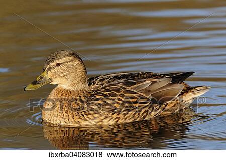 Stock Photo - Mallard (Anas platyrhynchos), female, on water, North Rhine-Westphalia, Germany, Europe. Fotosearch