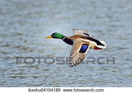 Mallard (Anas platyrhynchos) male in flight, Zugerseee, Switzerland, Europe View Large Photo Image Stock Photo - Mallard (Anas platyrhynchos) male in flight, Zugerseee, Switzerland, Europe. Fotosearch