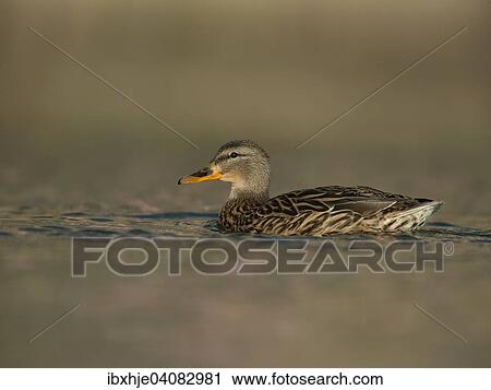Mallard (Anas platyrhynchos), Moselle, Luxembourg, Europe View Large Photo Image Stock Image - Mallard (Anas platyrhynchos), Moselle, Luxembourg, Europe. Fotosearch