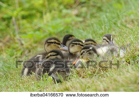 Mallard chicks (Anas platyrhynchos), North Rhine-Westphalia, Germany, Europe View Large Photo Image Stock Image - Mallard chicks (Anas platyrhynchos), North Rhine-Westphalia, Germany, Europe. Fotosearch