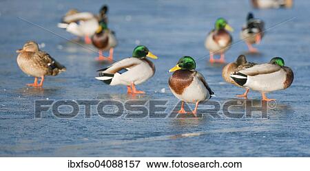 Mallards (Anas platyrhynchos) standing on a frozen pond, Thuringia, Germany, Europe View Large Photo Image Stock Photo - Mallards (Anas platyrhynchos) standing on a frozen pond, Thuringia, Germany, Europe. Fotosearch