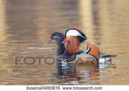 Mandarin Ducks (Aix galericulata), pair in courtship display, Hesse, Germany, Europe View Large Photo Image Stock Photograph - Mandarin Ducks (Aix galericulata), pair in courtship display, Hesse, Germany, Europe. Fotosearch