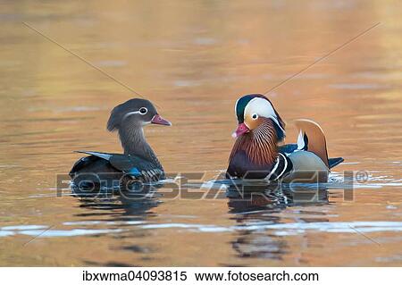 Stock Photography - Mandarin Ducks (Aix galericulata), pair in courtship display, Hesse, Germany, Europe. Fotosearch