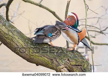 Mandarin Ducks (Aix galericulata), courtship display on tree trunk, Hesse, Germany, Europe View Large Photo Image Stock Image - Mandarin Ducks (Aix galericulata), courtship display on tree trunk, Hesse, Germany, Europe. Fotosearch