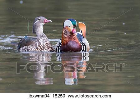 Mandarin ducks (Aix galericulata), couple, courting, Hesse, Germany, Europe View Large Photo Image Stock Image - Mandarin ducks (Aix galericulata), couple, courting, Hesse, Germany, Europe. Fotosearch