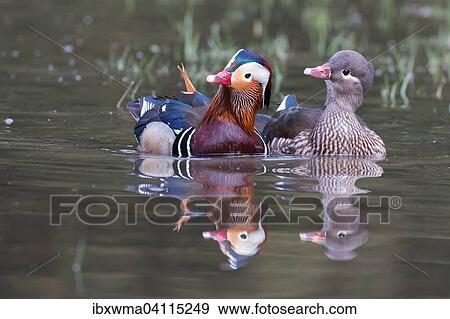 Mandarin ducks (Aix galericulata), couple, courting, Hesse, Germany, Europe View Large Photo Image Stock Photo - Mandarin ducks (Aix galericulata), couple, courting, Hesse, Germany, Europe. Fotosearch