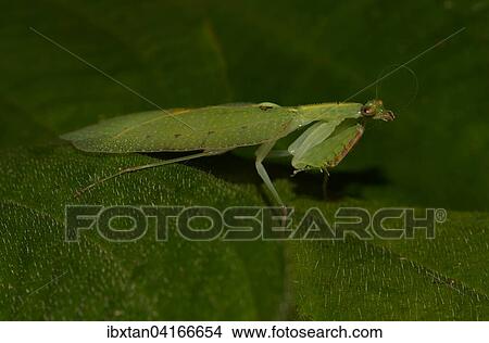 Picture - Mantis species (Platycalymma viettei), rainforests, Marojejy National Park, Madagascar, Africa. Fotosearch