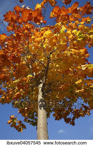 Stock Photography - Maple tree (Acer) in autumn, autumn colors, Germany, Europe. Fotosearch