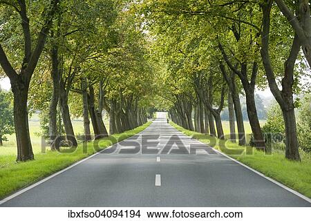 Maple Tree avenue, Maple Trees (Acer), between Hattorf and Beienrode, Lower Saxony, Germany, Europe View Large Photo Image Picture - Maple Tree avenue, Maple Trees (Acer), between Hattorf and Beienrode, Lower Saxony, Germany, Europe. Fotosearch