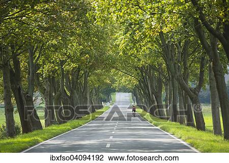 Stock Image - Maple Tree avenue, Maple Trees (Acer), between Hattorf and Beienrode, Lower Saxony, Germany, Europe. Fotosearch