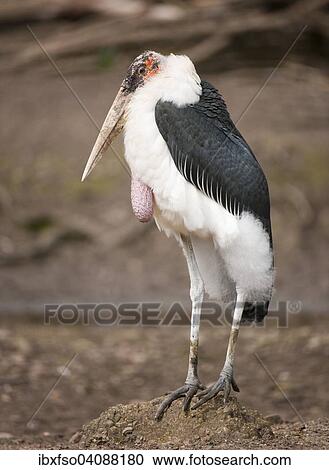Marabou Stork (Leptoptilos crumeniferus), captive, Thuringia, Germany, Europe View Large Photo Image Stock Image - Marabou Stork (Leptoptilos crumeniferus), captive, Thuringia, Germany, Europe. Fotosearch