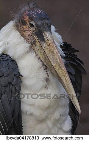 Stock Image - Marabou stork (Leptoptilos crumeniferus), North Rhine-Westphalia, Germany, captive, Europe. Fotosearch