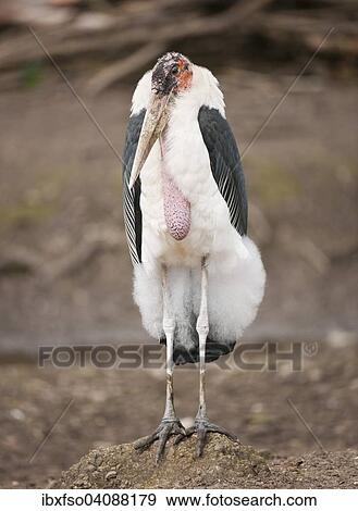 Marabou Stork (Leptoptilos crumeniferus), captive, Thuringia, Germany, Europe View Large Photo Image Stock Photo - Marabou Stork (Leptoptilos crumeniferus), captive, Thuringia, Germany, Europe. Fotosearch