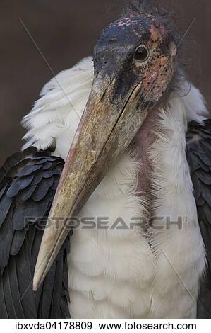 Marabou stork (Leptoptilos crumeniferus), North Rhine-Westphalia, Germany, captive, Europe View Large Photo Image Stock Photo - Marabou stork (Leptoptilos crumeniferus), North Rhine-Westphalia, Germany, captive, Europe. Fotosearch