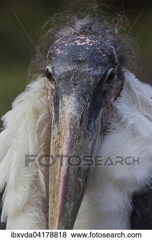 Marabou stork (Leptoptilos crumeniferus), portrait, North Rhine-Westphalia, Germany, captive, Europe View Large Photo Image Stock Photo - Marabou stork (Leptoptilos crumeniferus), portrait, North Rhine-Westphalia, Germany, captive, Europe. Fotosearch