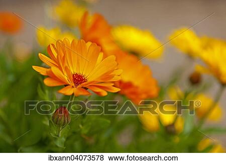 Marigold (Calendula officinalis), flowers, Germany, Europe View Large Photo Image Stock Photo - Marigold (Calendula officinalis), flowers, Germany, Europe. Fotosearch