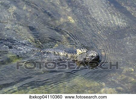Marine Iguana (Amblyrhynchus cristatus) swimming, Punta Espinosa, Fernandina Island, Galapagos Islands, Ecuador, South America View Large Photo Image Stock Image - Marine Iguana (Amblyrhynchus cristatus) swimming, Punta Espinosa, Fernandina Island, Galapagos Islands, Ecuador, South America. Fotosearch