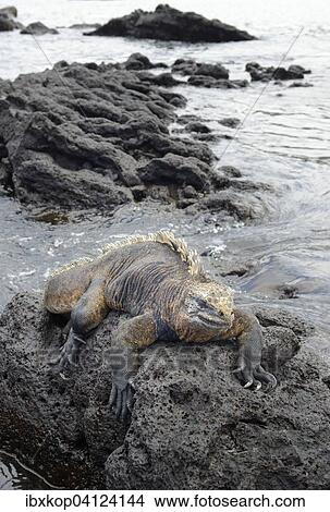 Marine iguana (Amblyrhynchus cristatus), Urbina Bay, Isabela Island, Galapagos Islands, Ecuador, South America View Large Photo Image Picture - Marine iguana (Amblyrhynchus cristatus), Urbina Bay, Isabela Island, Galapagos Islands, Ecuador, South America. Fotosearch