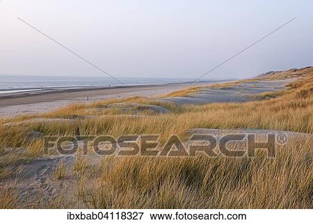 Marram grass, beach, North Sea, dunes, Egmond aan Zee, province of North Holland, The Netherlands, Europe View Large Photo Image Stock Photo - Marram grass, beach, North Sea, dunes, Egmond aan Zee, province of North Holland, The Netherlands, Europe. Fotosearch
