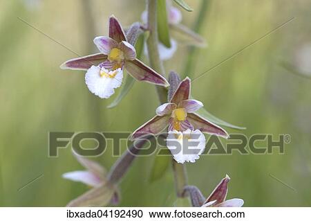 Marsh Helleborine (Epipactis palustris), flowers, Eifel National Park, North Rhine-Westphalia, Germany, Europe View Large Photo Image Stock Image - Marsh Helleborine (Epipactis palustris), flowers, Eifel National Park, North Rhine-Westphalia, Germany, Europe. Fotosearch