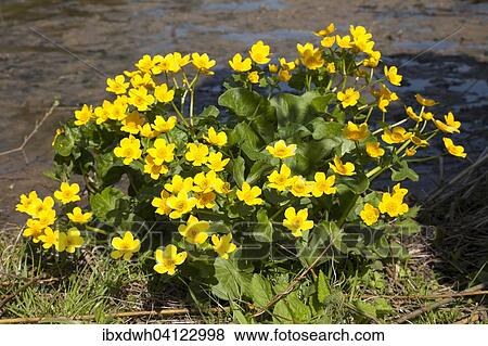 Marsh Marigold (Caltha palustris), North Rhine-Westphalia, Germany, Europe View Large Photo Image Stock Photo - Marsh Marigold (Caltha palustris), North Rhine-Westphalia, Germany, Europe. Fotosearch