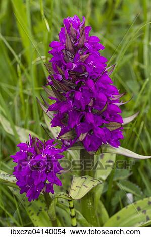 Marsh Orchid (Dactylorhiza majalis), Murnauer Moos, Bavaria, Germany, Europe View Large Photo Image Picture - Marsh Orchid (Dactylorhiza majalis), Murnauer Moos, Bavaria, Germany, Europe. Fotosearch