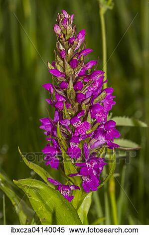 Marsh Orchid (Dactylorhiza majalis), Murnauer Moos, Bavaria, Germany, Europe View Large Photo Image Stock Photography - Marsh Orchid (Dactylorhiza majalis), Murnauer Moos, Bavaria, Germany, Europe. Fotosearch