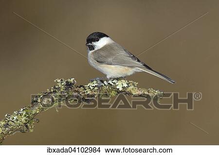 Marsh Tit (Parus palustris) on a lichen covered branch, Neunkirchen, Siegerland, North Rhine-Westphalia, Germany, Europe View Large Photo Image Picture - Marsh Tit (Parus palustris) on a lichen covered branch, Neunkirchen, Siegerland, North Rhine-Westphalia, Germany, Europe. Fotosearch