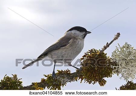 Marsh Tit (Parus palustris), Tyrol, Austria, Europe View Large Photo Image Stock Photography - Marsh Tit (Parus palustris), Tyrol, Austria, Europe. Fotosearch