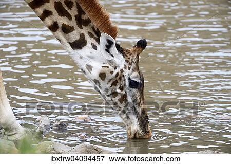 Stock Photo - Masai giraffe (Giraffa camelopardalis tippelskirchi) drinking at the Talek River, Masai Mara National Reserve, Kenya, Africa. Fotosearch