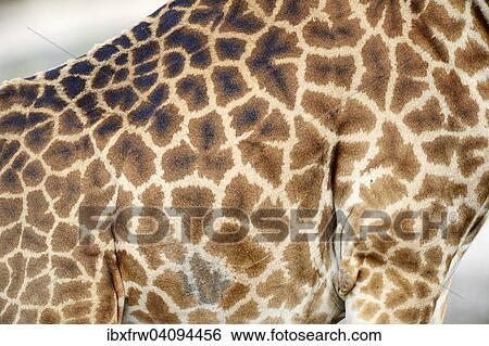Masai giraffe (Giraffa camelopardalis tippelskirchi), close up of the body, coat pattern, Maasai Mara National Reserve, Kenya, Africa View Large Photo Image Stock Photograph - Masai giraffe (Giraffa camelopardalis tippelskirchi), close up of the body, coat pattern, Maasai Mara National Reserve, Kenya, Africa. Fotosearch