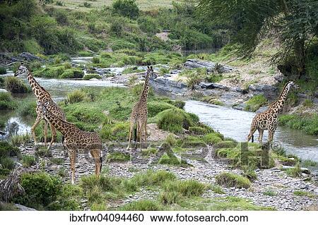 Masai giraffes (Giraffa camelopardalis tippelskirchi), herd at the Talek River, safeguarding all sides, Maasai Mara National Reserve, Kenya, Africa View Large Photo Image Stock Image - Masai giraffes (Giraffa camelopardalis tippelskirchi), herd at the Talek River, safeguarding all sides, Maasai Mara National Reserve, Kenya, Africa. Fotosearch