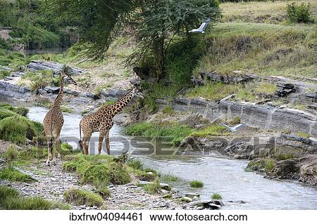 Masai giraffes (Giraffa camelopardalis tippelskirchi) at the Talek River, Grey Heron in flight, Maasai Mara National Reserve, Kenya, Africa View Large Photo Image Stock Image - Masai giraffes (Giraffa camelopardalis tippelskirchi) at the Talek River, Grey Heron in flight, Maasai Mara National Reserve, Kenya, Africa. Fotosearch