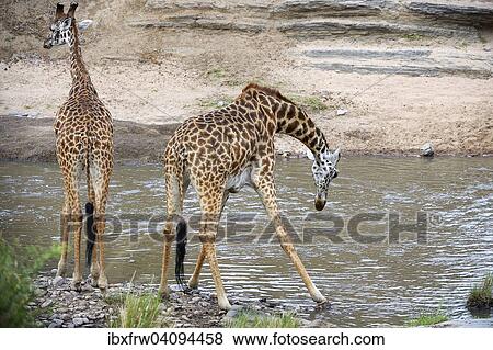 Masai giraffes (Giraffa camelopardalis tippelskirchi) drinking at the Talek River, Masai Mara National Reserve, Kenya, Africa View Large Photo Image Stock Photo - Masai giraffes (Giraffa camelopardalis tippelskirchi) drinking at the Talek River, Masai Mara National Reserve, Kenya, Africa. Fotosearch