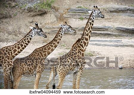 Masai giraffes (Giraffa camelopardalis tippelskirchi), herd at the Talek River, Masai Mara National Reserve, Kenya, Africa View Large Photo Image Stock Photo - Masai giraffes (Giraffa camelopardalis tippelskirchi), herd at the Talek River, Masai Mara National Reserve, Kenya, Africa. Fotosearch