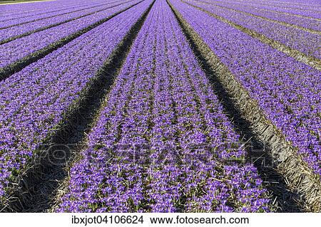 Mass cultivation of crocuses, spring crocus (Crocus vernus), North Holland, The Netherlands, Europe View Large Photo Image Picture - Mass cultivation of crocuses, spring crocus (Crocus vernus), North Holland, The Netherlands, Europe. Fotosearch