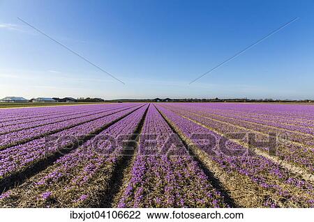 Stock Image - Mass cultivation of crocuses, spring crocus (Crocus vernus), North Holland, The Netherlands, Europe. Fotosearch