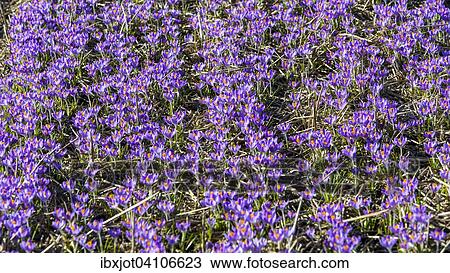 Mass cultivation of crocuses, spring crocus (Crocus vernus), North Holland, The Netherlands, Europe View Large Photo Image Stock Image - Mass cultivation of crocuses, spring crocus (Crocus vernus), North Holland, The Netherlands, Europe. Fotosearch