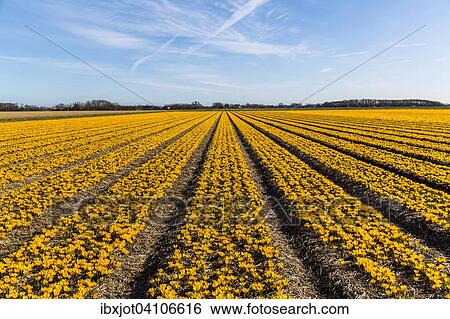 Mass cultivation of crocuses, spring crocus (Crocus vernus), North Holland, The Netherlands, Europe View Large Photo Image Stock Photograph - Mass cultivation of crocuses, spring crocus (Crocus vernus), North Holland, The Netherlands, Europe. Fotosearch