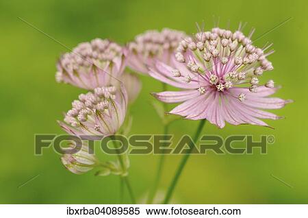 Masterwort (Astrantia), flowering, North Rhine-Westphalia, Germany, Europe View Large Photo Image Stock Photography - Masterwort (Astrantia), flowering, North Rhine-Westphalia, Germany, Europe. Fotosearch