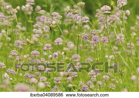 Masterwort (Astrantia), plants flowering, North Rhine-Westphalia, Germany, Europe View Large Photo Image Stock Photograph - Masterwort (Astrantia), plants flowering, North Rhine-Westphalia, Germany, Europe. Fotosearch