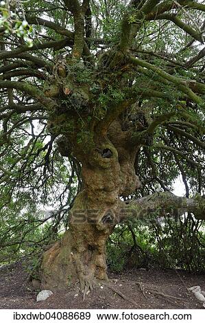 Stock Photo - Mastic Tree (Pistacia lentiscus), 1000 years, near Gattone, Ghisonaccia, Corsica, France, Europe. Fotosearch