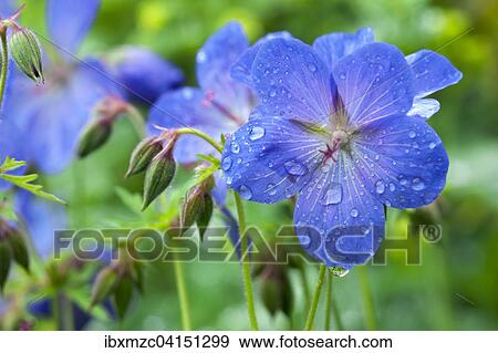 Meadow Cranesbill (Geranium pratense) with drops of water, Bavaria, Germany, Europe View Large Photo Image Stock Photo - Meadow Cranesbill (Geranium pratense) with drops of water, Bavaria, Germany, Europe. Fotosearch