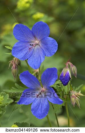 Meadow Cranesbill (Geranium pratense), Bavaria, Germany, Europe View Large Photo Image Stock Photograph - Meadow Cranesbill (Geranium pratense), Bavaria, Germany, Europe. Fotosearch