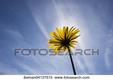 Stock Photography - Meadow Salsify (Tragopogon pratensis), flower, Upper Bavaria, Bavaria, Germany, Europe. Fotosearch
