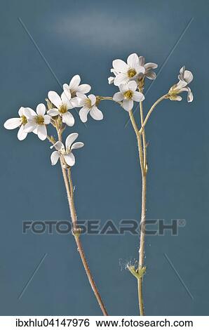 Meadow Saxifrage (Saxifraga granulata), Baden-Wurttemberg, Germany, Europe View Large Photo Image Stock Photograph - Meadow Saxifrage (Saxifraga granulata), Baden-Wurttemberg, Germany, Europe. Fotosearch